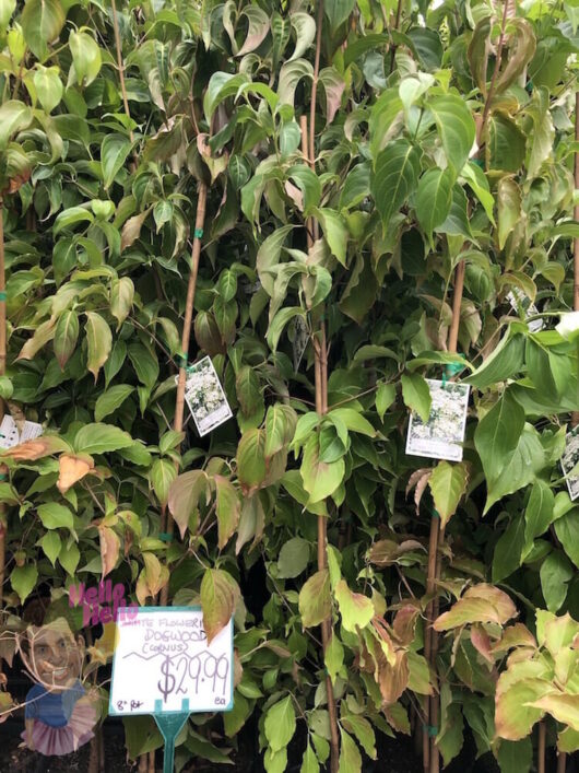 White Flowering Dogwood 8" Pot