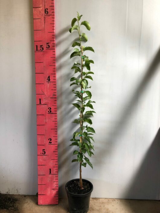Pyrus 'Cleveland' Ornamental Pear 10" Pot in a 10" pot next to a measuring stick indicating its height at approximately 1.5 meters.