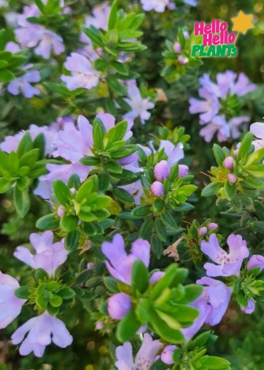 Westringia 'Wynyabbie Gem'