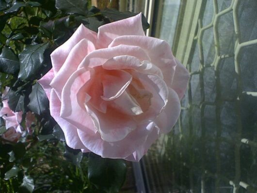 Rose 'Mary Mackillop' Bush Form