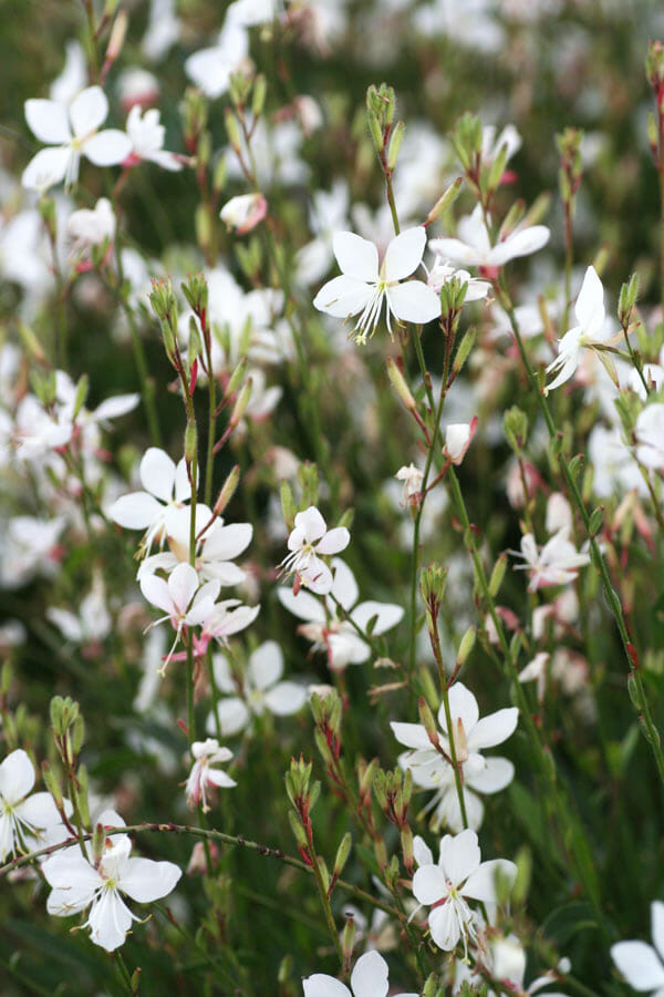 Gaura 'White' Butterfly Bush 6" Pot - Hello Hello Plants ...