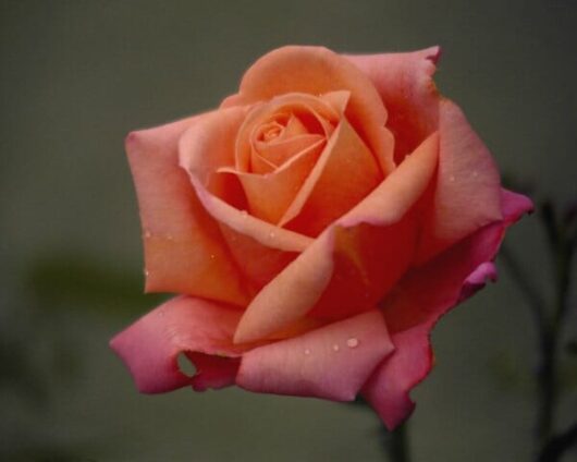 Rose 'Royal Dane' Bush Form Growers Flash Sale!