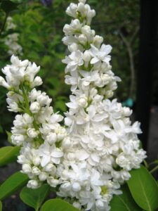 Close-up of white Syringa 'Cora Brandt' Lilac 8" Pot blossoms in bloom.