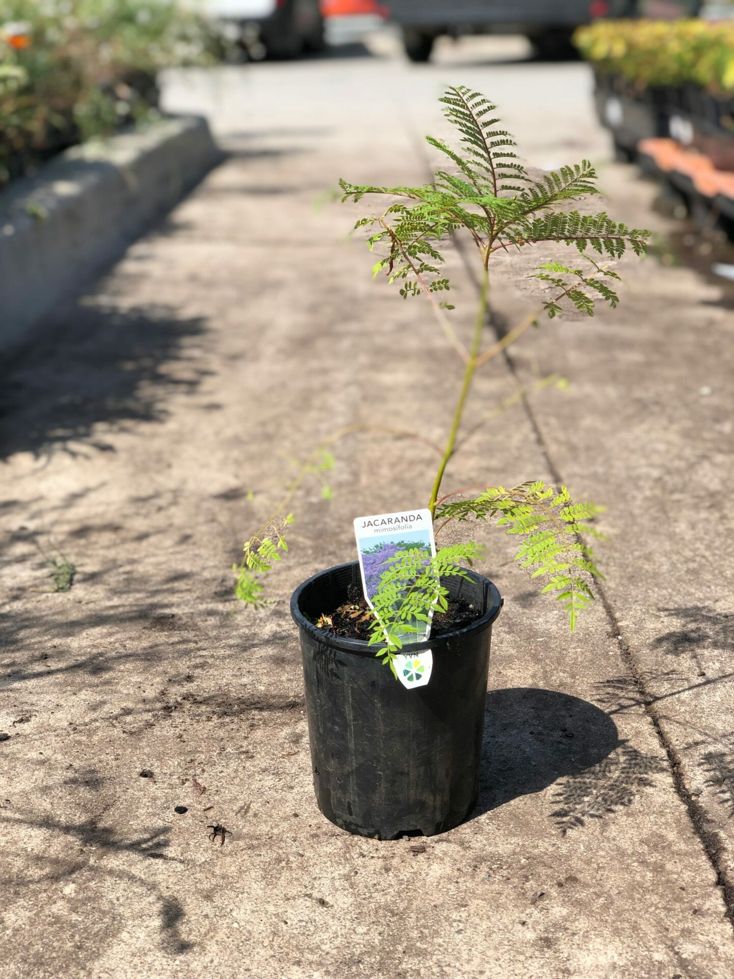 Jacaranda mimosifolia Jacarandra Trees for sale