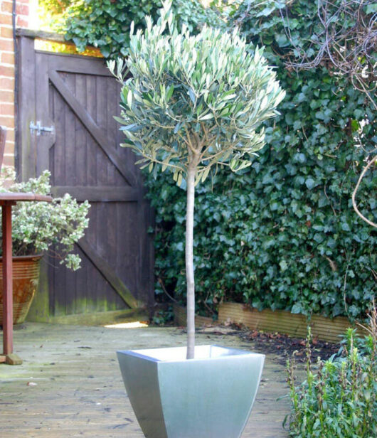 A small Olea 'Manzanillo' Olive 13" Pot 6ft Standard in a garden at Hello Plants.