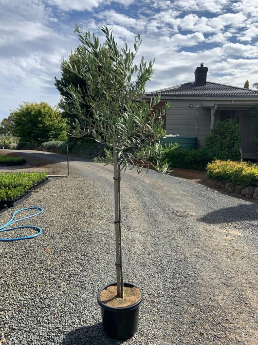 Olea 'Manzanillo' Olive 13" Pot 6ft Standard