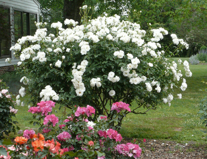 Iceberg Rose - Hello Hello Plants & Garden Supplies