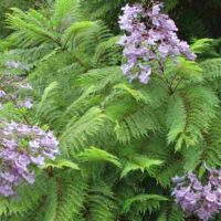 Clusters of purple Jacaranda Tree flowers nestled among green fern-like foliage in a Jacaranda Tree 6" Pot.