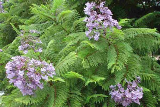 Clusters of purple Jacaranda Tree flowers nestled among green fern-like foliage in a Jacaranda Tree 6" Pot.