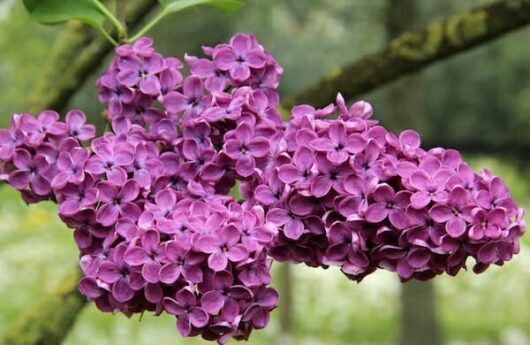 Syringa 'Charles Joly' Lilac 8" Pot