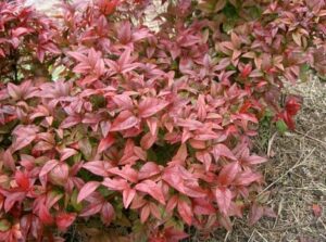 A Nandina domestica 'Tall Nandina' 8" Pot with red and brown leaves.