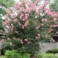 Lagerstroemia 'Sioux' Crepe Myrtle
