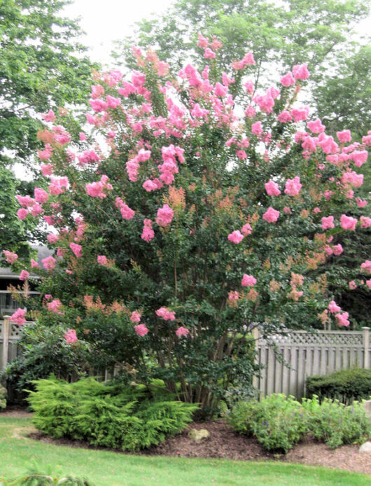 Lagerstroemia 'Sioux' Crepe Myrtle 20" Pot