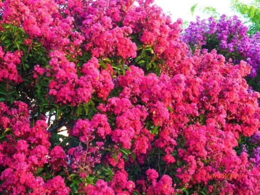 A lush bush of Lagerstroemia 'Tuscarora' Crepe Myrtle, blooming with vibrant pink flowers and dense green foliage under bright sunlight.