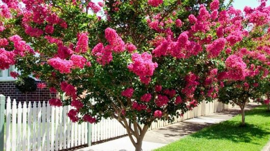 A row of vibrant pink Lagerstroemia 'Tuscarora' Crepe Myrtle trees in full bloom along a manicured lawn, bordered by a white picket fence under a clear sky.