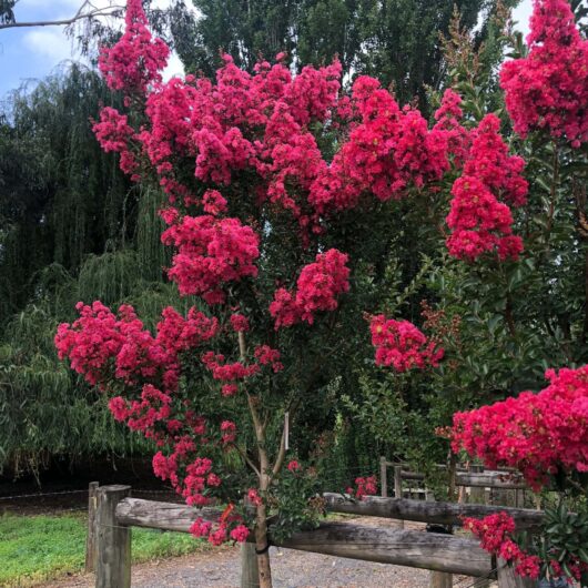 Vibrant pink Lagerstroemia 'Tuscarora' Crepe Myrtle tree in full bloom near a wooden fence, surrounded by greenery under a cloudy sky.