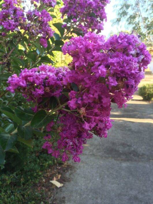 Bright pink Lagerstroemia 'Zuni' Crepe Myrtle blooms with green leaves, partially shadowed, in a sunny outdoor setting.