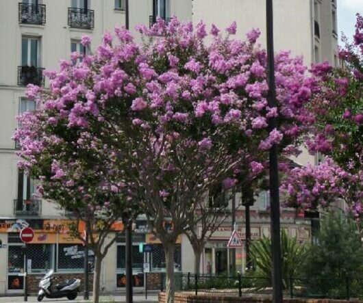 Blooming Lagerstroemia 'Zuni' Crepe Myrtle trees in an urban setting with a scooter parked behind and apartment buildings in the background.