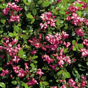 Hello Escallonia 'Pink Pixie' 6" Pot: A bush with pink flowers and green leaves.