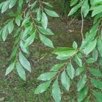 A branch of a tree with green leaves, covered in Alnus 'Evergreen Alder' 10" Pot.