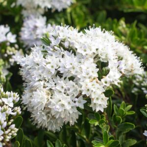 Close-up of a cluster of white Hebe 'Buxifolia' 6" Pot flowers with small petals, surrounded by lush green leaves in a 6" pot.