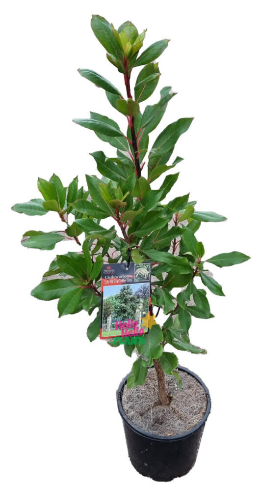 Hello Hello Plants Clethra ‘Lily of the Valley’ Tree 8″ Pot