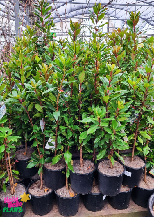 Clethra 'Lily of the Valley' Tree 8" Pot