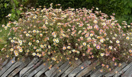 Erigeron 'Seaside Daisy'