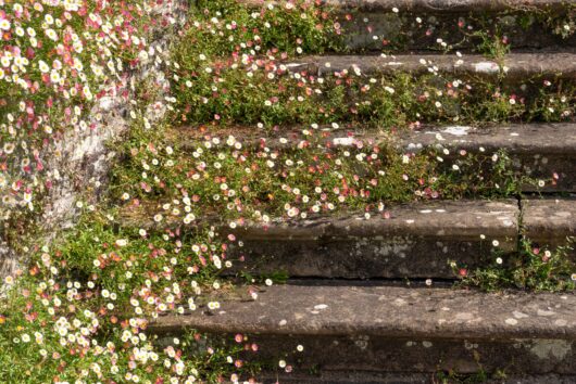 Erigeron 'Seaside Daisy'