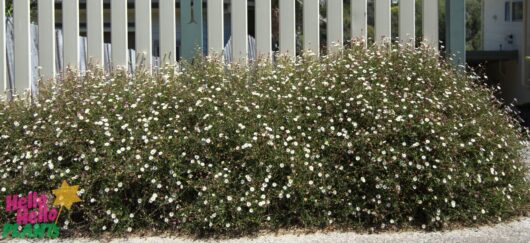 Erigeron 'Seaside Daisy'