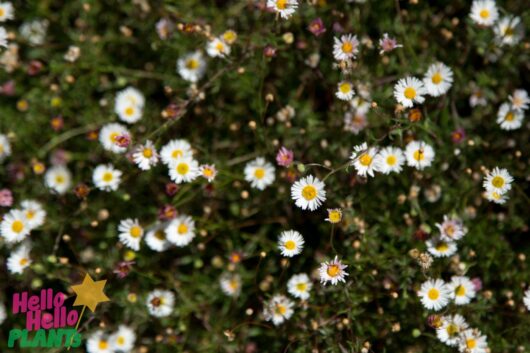 Erigeron 'Seaside Daisy' 6" Pot