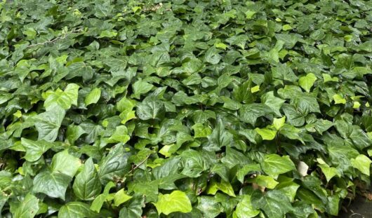 Hedera 'Canary Island Ivy'