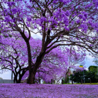 Jacaranda Tree