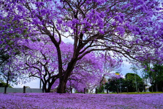 Jacaranda Tree