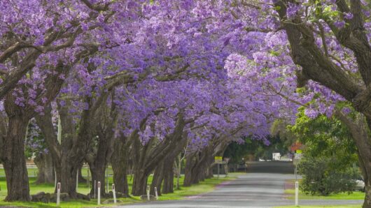 Jacaranda Tree 45L