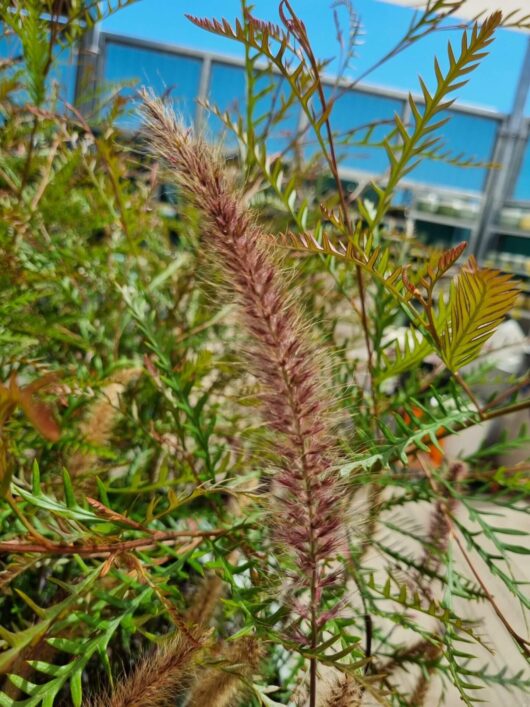 Pennisetum 'Purple Fountain/Foxtail Grass'