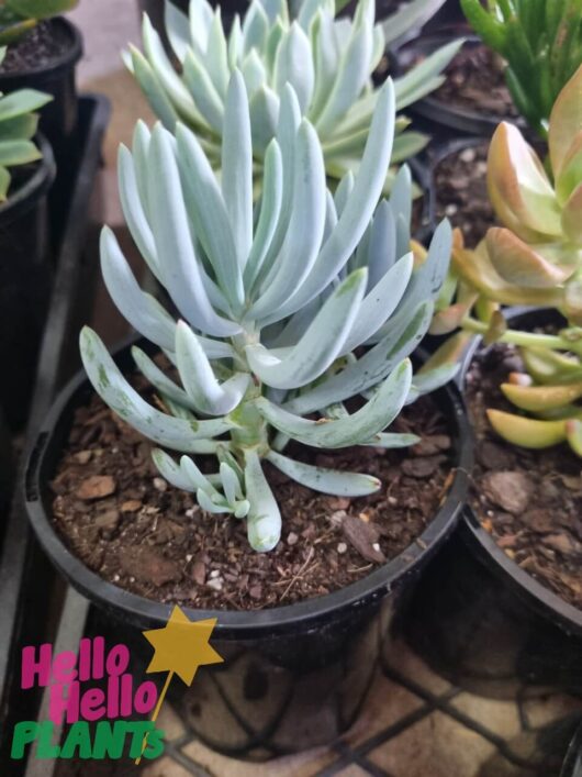 Senecio 'Blue Chalk Sticks' 6" Pot
