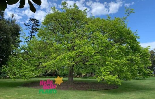 Ulmus 'Golden' Elm Tree