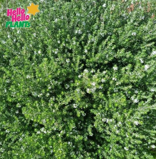 Westringia 'Coastal Rosemary' White