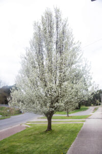 Pyrus calleryana Aristocrat in bloom