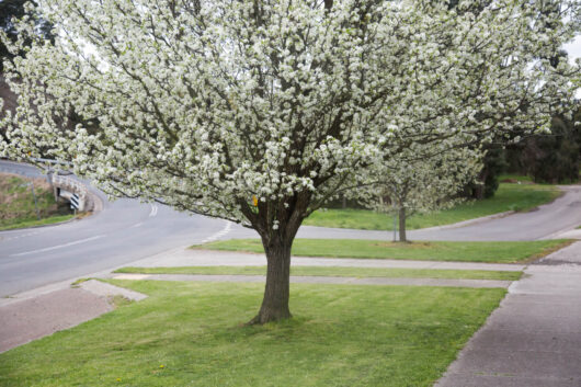 Pyrus 'Aristocrat' Ornamental Pear