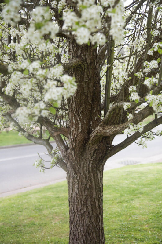 Pyrus 'Aristocrat' Ornamental Pear