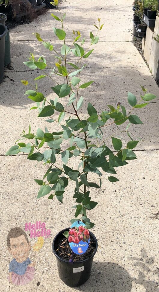 Eucalyptus 'Euky Dwarf Gum' 6" Pot