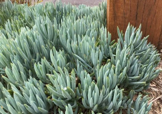 Hello hello plants campelfield melbourne victoria australia senecio serpens blue chalk sticks
