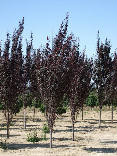 purple leaf plum tree bunnings