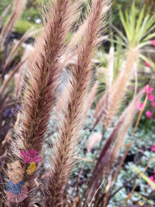 Red Foxtail Grass