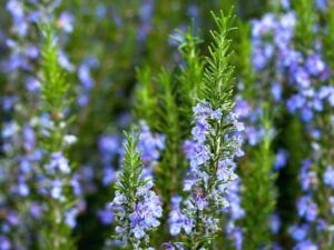 Close-up of blooming rosemary plants with vertical stems and clusters of small purple flowers, reminiscent of Rosmarinus 'Blue Lagoon' Rosemary.