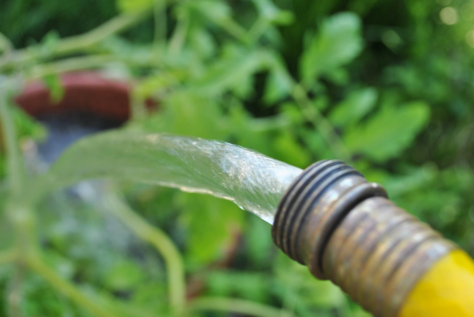 A yellow hose is watering a plant.