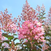 Lagerstroemia 'Sioux' Crepe Myrtle flowers in bloom under a blue sky, surrounded by dark green leaves and clusters of unopened buds.