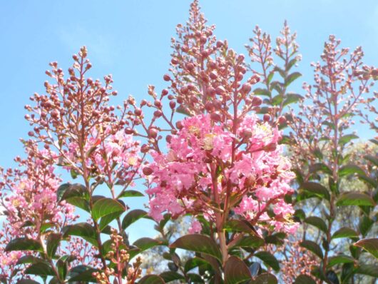 Lagerstroemia 'Sioux' Crepe Myrtle flowers in bloom under a blue sky, surrounded by dark green leaves and clusters of unopened buds.